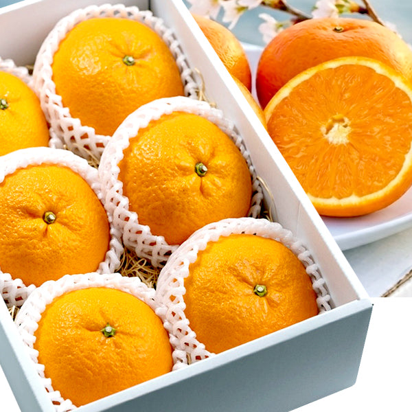 山口県産 高級柑橘 せとみ 6個 ギフトボックス入り［代金引換・日付指定：不可］